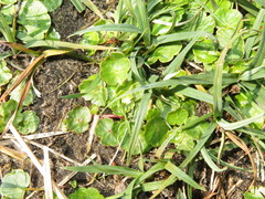Hydrocotyle vulgaris
