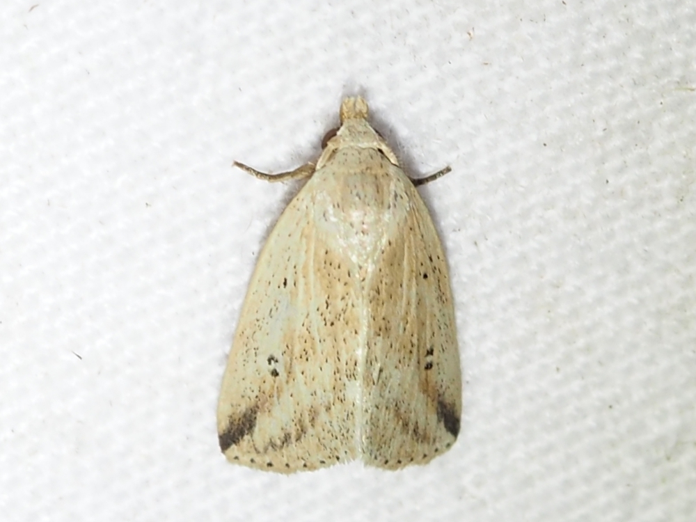 Amolita sentalis