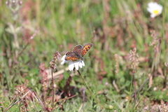 Lycaena bleusei