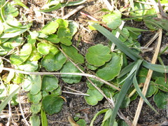 Hydrocotyle vulgaris