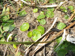 Hydrocotyle vulgaris