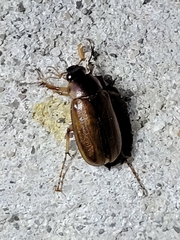 Phyllophaga tusa