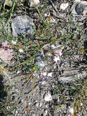 Linaria nigricans