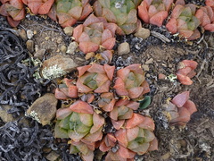 Haworthia turgida
