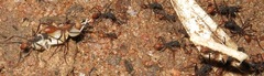 Eciton burchellii