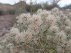 Leucosphaera bainesii