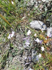 Linaria nigricans