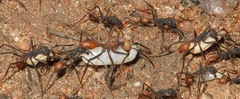 Eciton burchellii