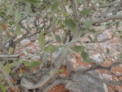 Leucosphaera bainesii