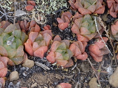 Haworthia turgida