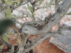 Leucosphaera bainesii