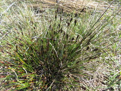 Schoenus nigricans