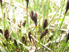 Schoenus nigricans