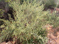 Wiborgiella