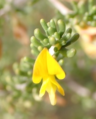 Wiborgiella