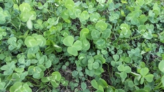 Trifolium repens