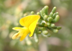 Wiborgiella