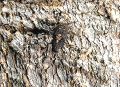 Sphinctotropis paviei