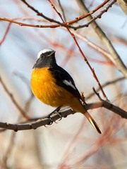 Phoenicurus auroreus