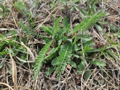 Achillea millefolium