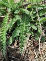 Achillea millefolium