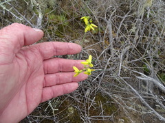 Albuca kirstenii