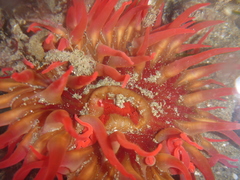 Cribrinopsis albopunctata