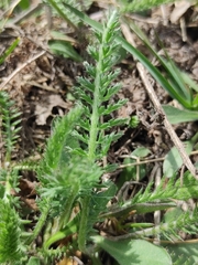 Achillea millefolium