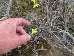 Albuca kirstenii