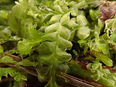 Chiloscyphus pallescens