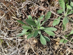 Asteraceae