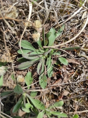 Asteraceae