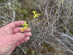 Albuca kirstenii