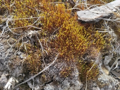 Bryopsida