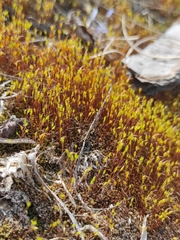 Bryopsida
