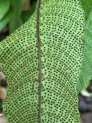 Tectaria singaporiana