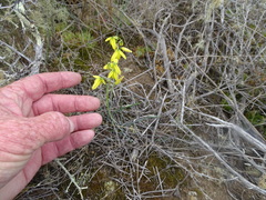 Albuca kirstenii