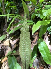 Tectaria singaporiana