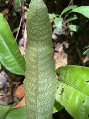 Tectaria singaporiana