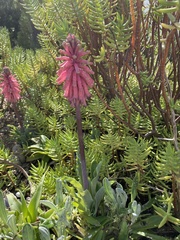 Veltheimia