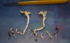 Cantharellus insignis