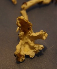 Cantharellus insignis