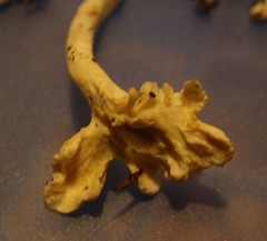 Cantharellus insignis