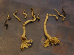 Cantharellus insignis