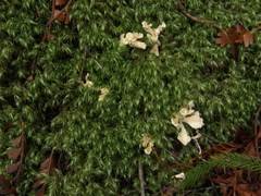 Cantharellus insignis