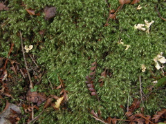 Cantharellus insignis