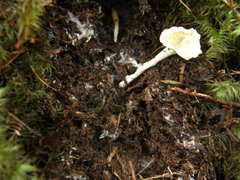Cantharellus insignis