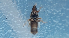 Oxycarenus pallens
