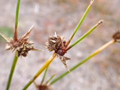 Cyperus gymnocaulos