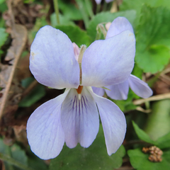 Viola grypoceras